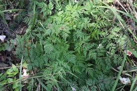 Attēlu rezultāti vaicājumam “Cnidium dubium”