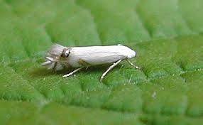 Attēlu rezultāti vaicājumam “Lyonetiidae”