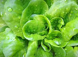 Image result for Kopfsalat