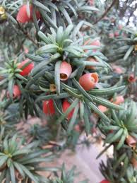 Attēlu rezultāti vaicājumam “Taxus baccata fruit”