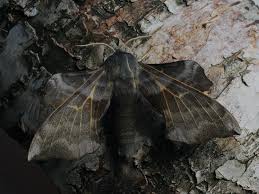 Attēlu rezultāti vaicājumam “Laothoe amurensis”