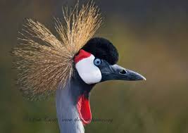 Attēlu rezultāti vaicājumam “Gruiformes”