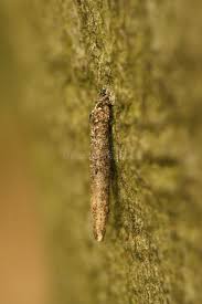 Attēlu rezultāti vaicājumam “Taleporia tubulosa”