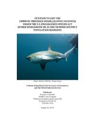 Image result for Alopias vulpinus