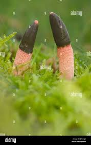 Attēlu rezultāti vaicājumam “Mutinus caninus”