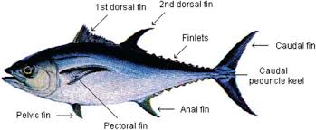 Image result for Euthynnus affinis