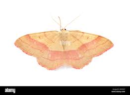 Attēlu rezultāti vaicājumam “Rhodostrophia vibicaria”