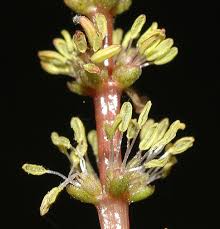 Attēlu rezultāti vaicājumam “Haloragaceae”