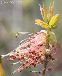 Attēlu rezultāti vaicājumam “Acer negundo male flower”