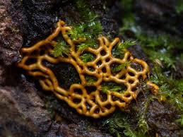 Attēlu rezultāti vaicājumam “Hemitrichia sordivesiculosa macro”