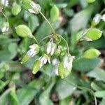 Attēlu rezultāti vaicājumam “Erophila verna fruit”