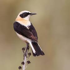 Image result for Oenanthe hispanica