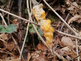 Attēlu rezultāti vaicājumam “Lignydium muscorum”