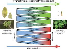 Attēlu rezultāti vaicājumam “Didymodon tophaceus sporophyte”