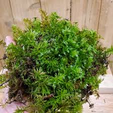 Attēlu rezultāti vaicājumam “Tetraphis pellucida”