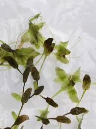 Attēlu rezultāti vaicājumam “Lemna trisulca”