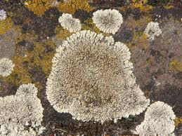 Attēlu rezultāti vaicājumam “Lecanora muralis”