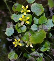 Attēlu rezultāti vaicājumam “Saxifraga cymbalaria”