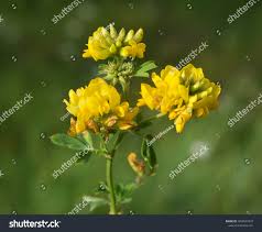 Attēlu rezultāti vaicājumam “Medicago sativa subsp. falcata flower”