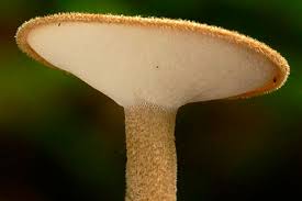 Attēlu rezultāti vaicājumam “Polyporus ciliatus”