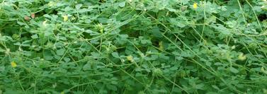 Attēlu rezultāti vaicājumam “Medicago”