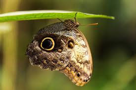 Attēlu rezultāti vaicājumam “Lopinga achine underside”
