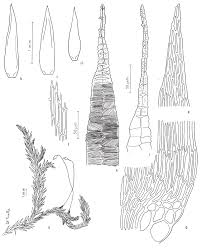 Attēlu rezultāti vaicājumam “Sciuro-hypnum curtum sporophyte”