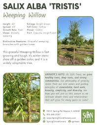 Attēlu rezultāti vaicājumam “Salix alba var. alba”