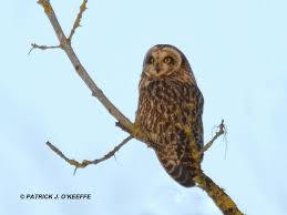 Attēlu rezultāti vaicājumam “Asio flammeus adult”