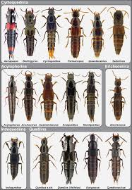 Attēlu rezultāti vaicājumam “Quedius dilatatus”