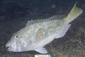 Image result for Sparisoma rubripinne