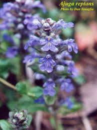 Attēlu rezultāti vaicājumam “Ajuga reptans bud”