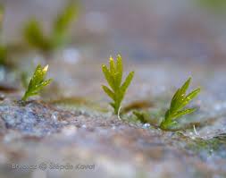 Attēlu rezultāti vaicājumam “Fissidens gracilifolius”