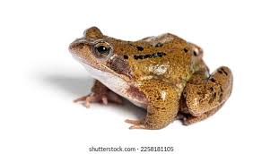 Attēlu rezultāti vaicājumam “Rana temporaria adult”