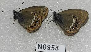 Attēlu rezultāti vaicājumam “Coenonympha hero”