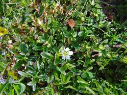 Attēlu rezultāti vaicājumam “Cerastium holosteoides”