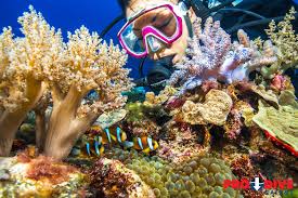 Image result for Three Seas Diving