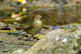 Image result for Luscinia cyane