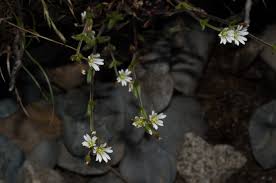 Attēlu rezultāti vaicājumam “Stellaria crassifolia leaf”
