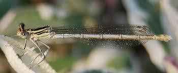 Attēlu rezultāti vaicājumam “Platycnemis pennipes”