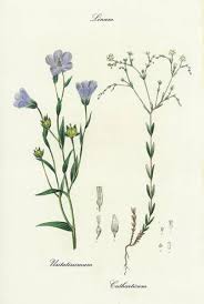 Attēlu rezultāti vaicājumam “Linum catharticum fruit”