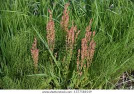 Attēlu rezultāti vaicājumam “Rumex acetosa”