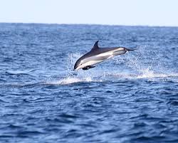 Image result for Leucopleurus acutus