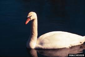 Attēlu rezultāti vaicājumam “Cygnus olor adult”