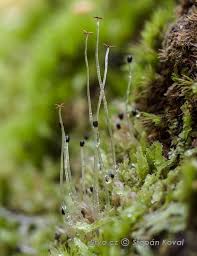 Attēlu rezultāti vaicājumam “Chiloscyphus polyanthos sporophyte”