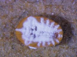 Attēlu rezultāti vaicājumam “Aleurochiton aceris”