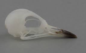 Image result for Luscinia calliope