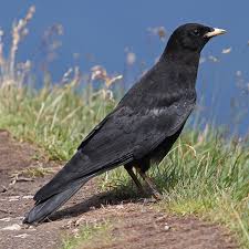 Image result for Pyrrhocorax pyrrhocorax