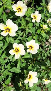 Image result for Potentilla tormentilla