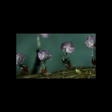 Attēlu rezultāti vaicājumam “Cribraria purpurea spores”